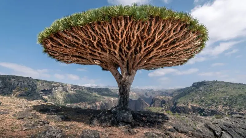 Socotra Island A Biodiversity Paradise in the Middle of the Ocean